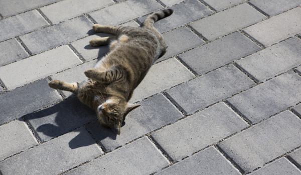 UHL Felis Petrol 2016 013